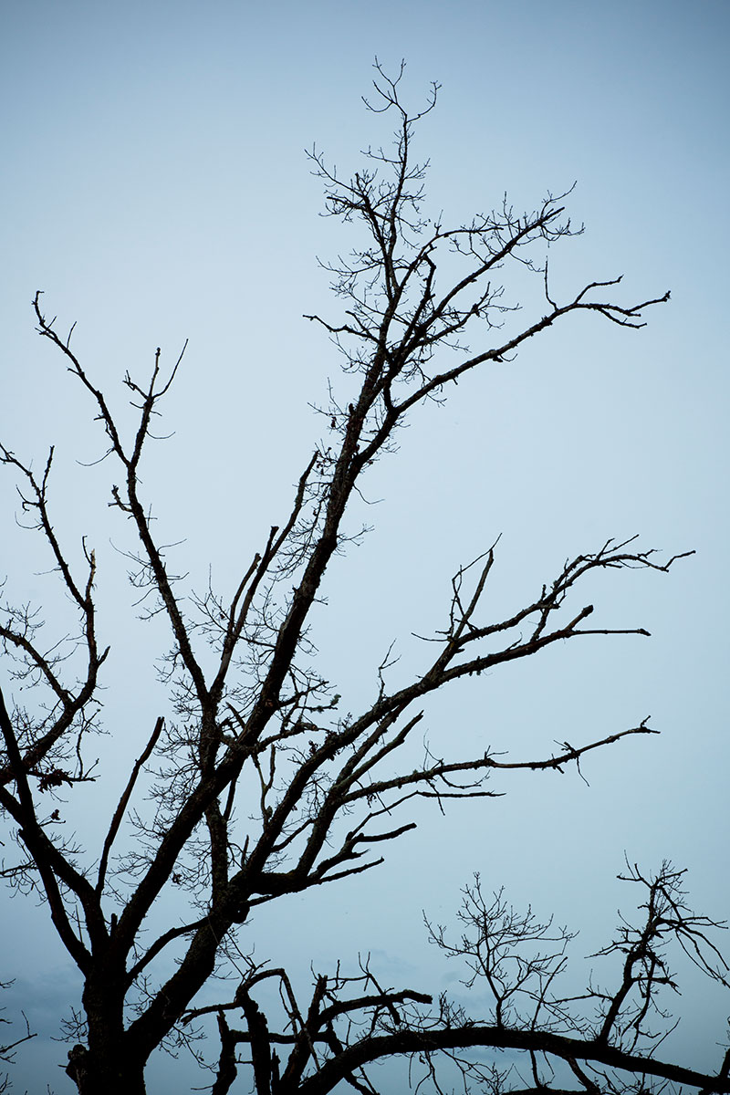Photo d'arbre mort à Tournus